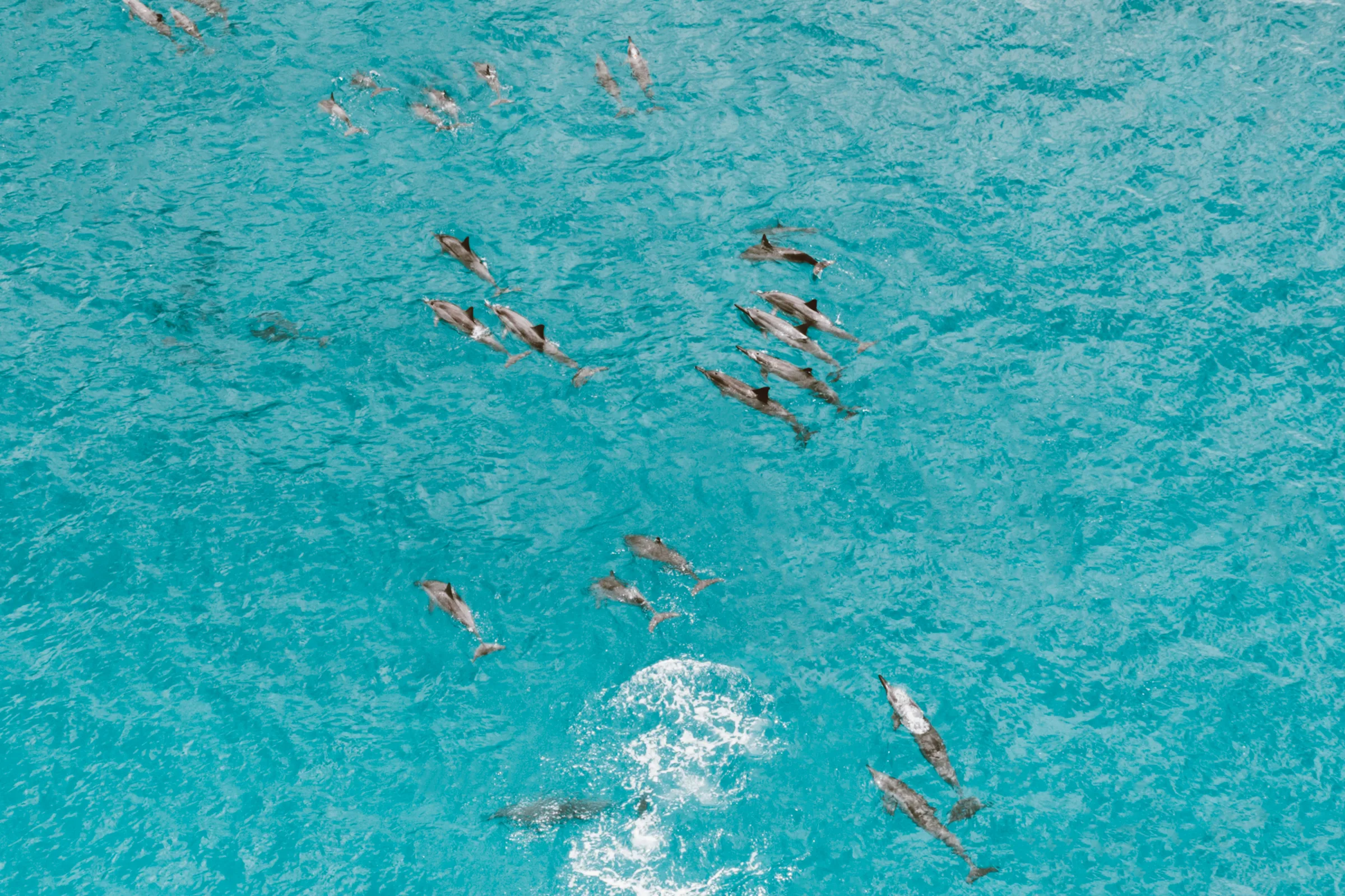 Dolphin House: Where Nature and Wonder Swim Together