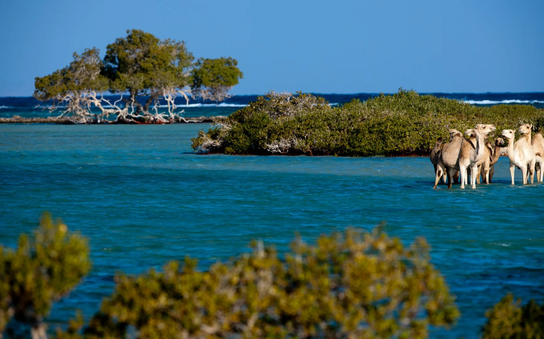 Wadi El-Gemal Reserve